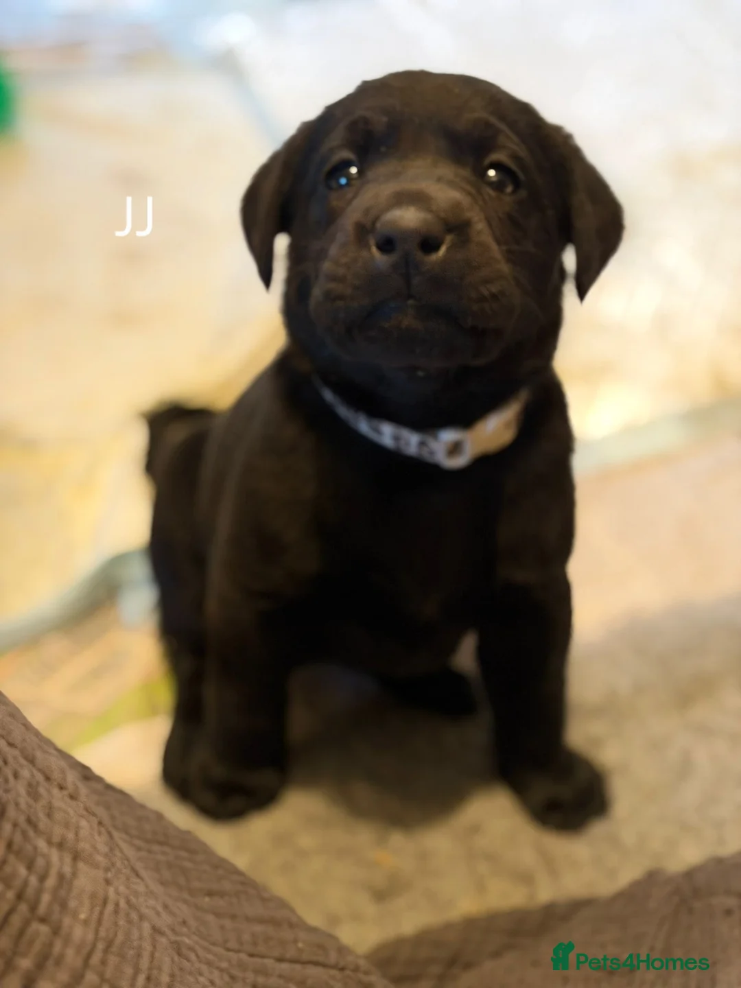 Labrador Retriever dogs for sale: 8 beautiful chunky black KC registered puppies - Advert 34