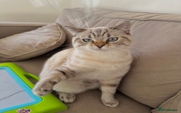 British Shorthair cats for sale: Rare Silver Spotted British Shorthair Kitten - Image 5