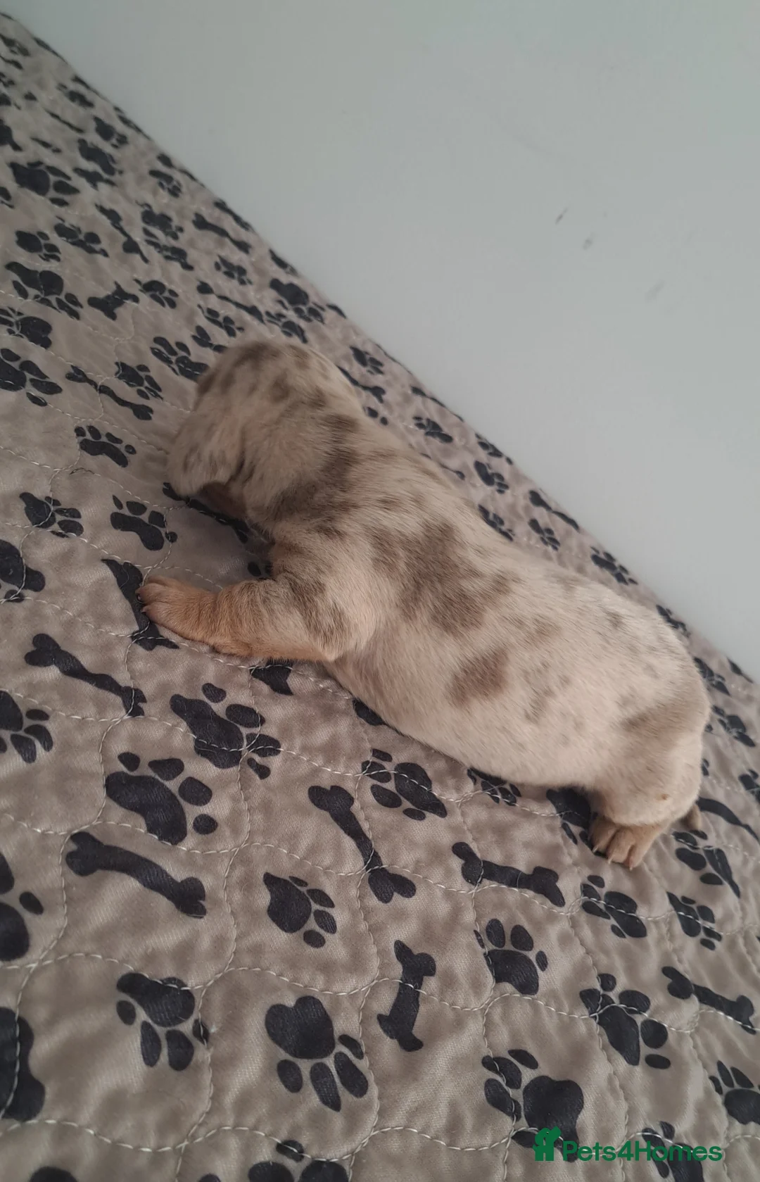 Dachshund dogs for sale: Miniature dachshund 1 girl left - Advert 16