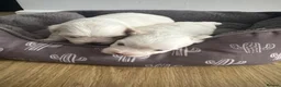Maltese dogs for sale: Gorgeous baby Maltese - Advert 8