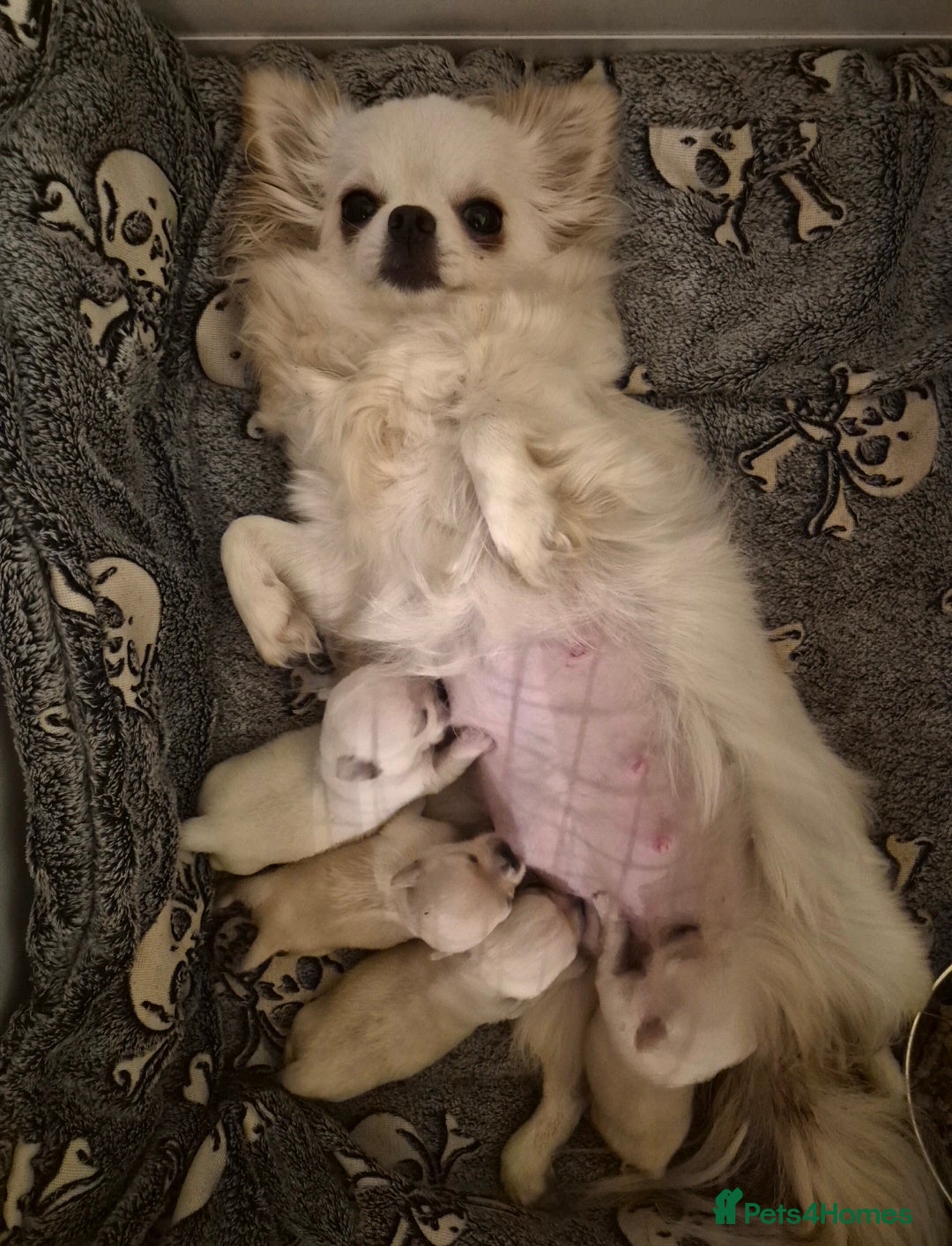 Chihuahua dogs Adorable KC registered Smoothcoat dog puppy - Advert 2