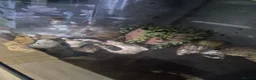 Snails invertebrates for sale: Giant African snails in Northampton - Advert 6
