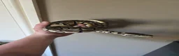 Python Snake reptiles for sale: Pastel Trojan Het Clown Royal Python  - Advert 5