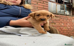 Labrador Retriever dogs for sale: Labrador puppies for sale 🐶 - Image 20