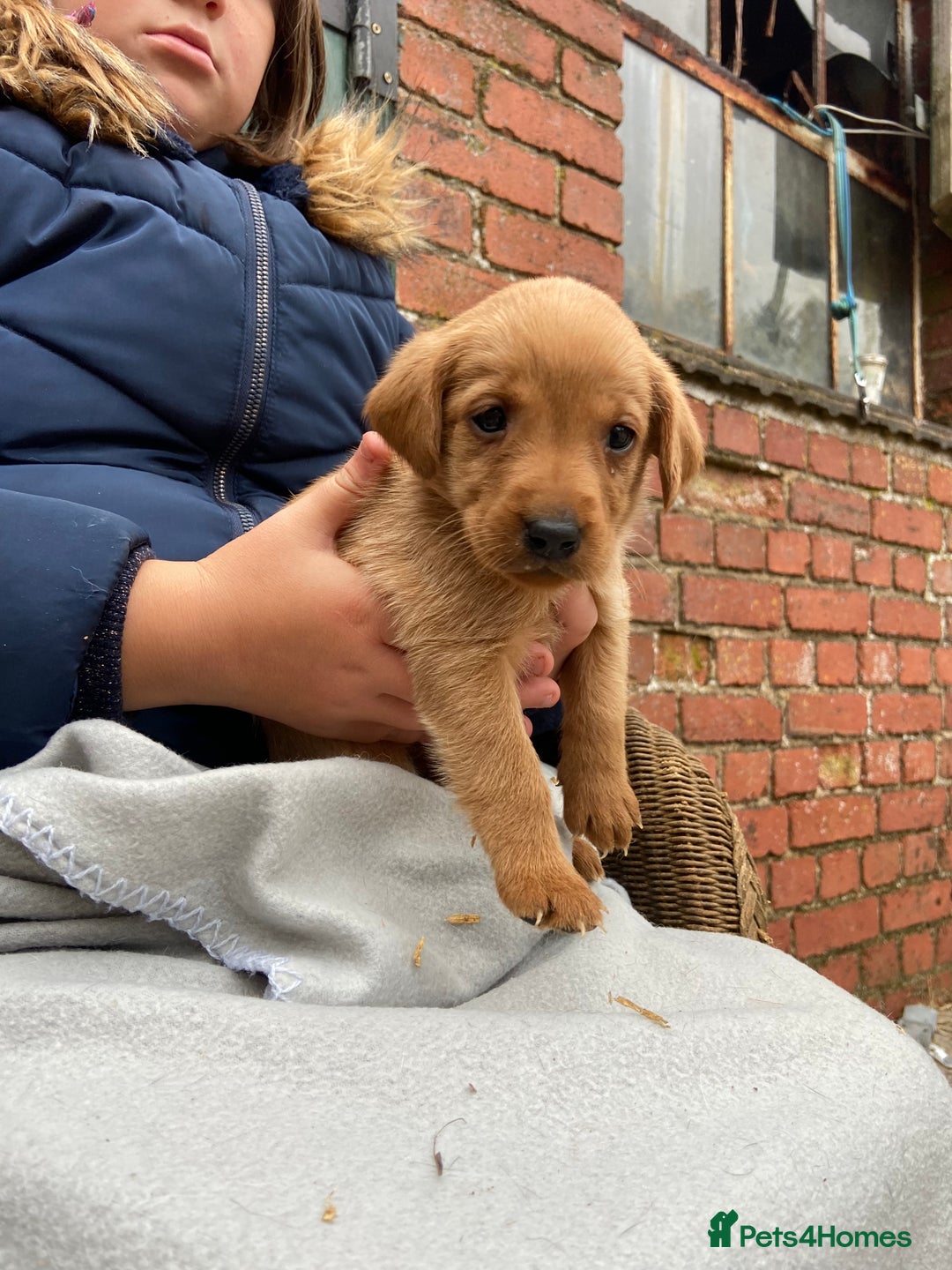 Labrador Retriever dogs for sale: Labrador puppies for sale 🐶 - Image 20