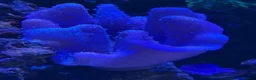 Other/Mixed Breed fish for sale: Marine  set tank shut down  - Advert 11