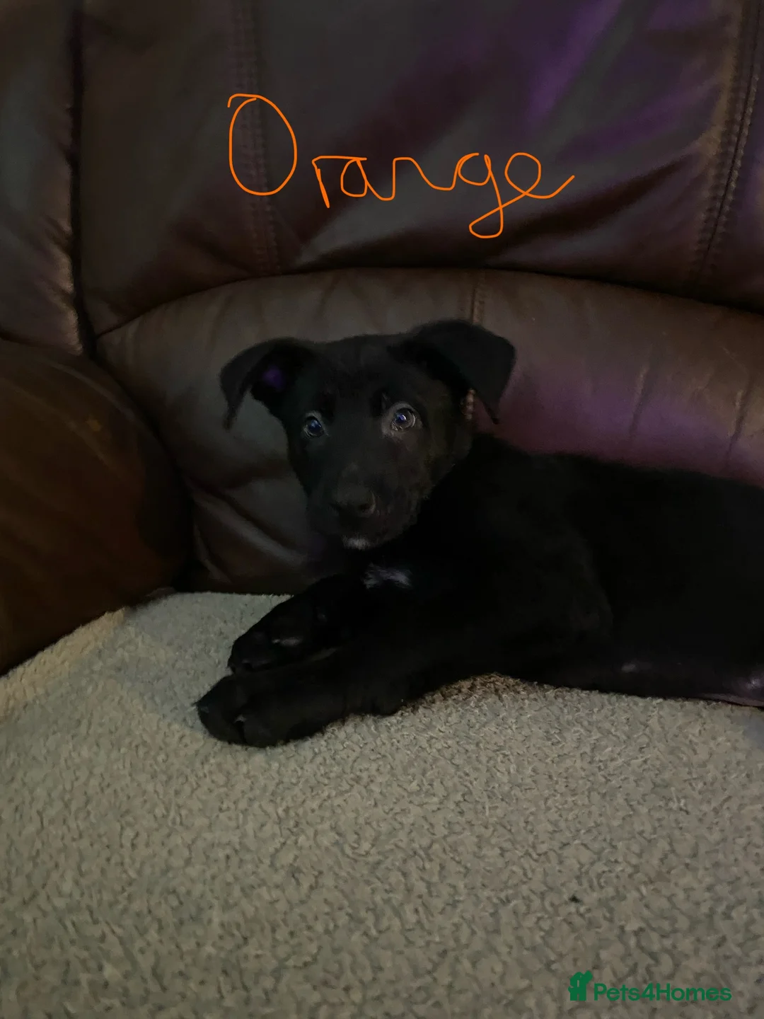 Belgian Shepherd Dog dogs for sale: Belgian Malinois - Advert 2