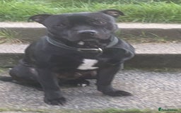 Staffordshire Bull Terrier dogs for stud: Pablo stud  - Image 1