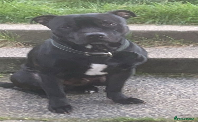 Staffordshire Bull Terrier dogs - Advert 11
