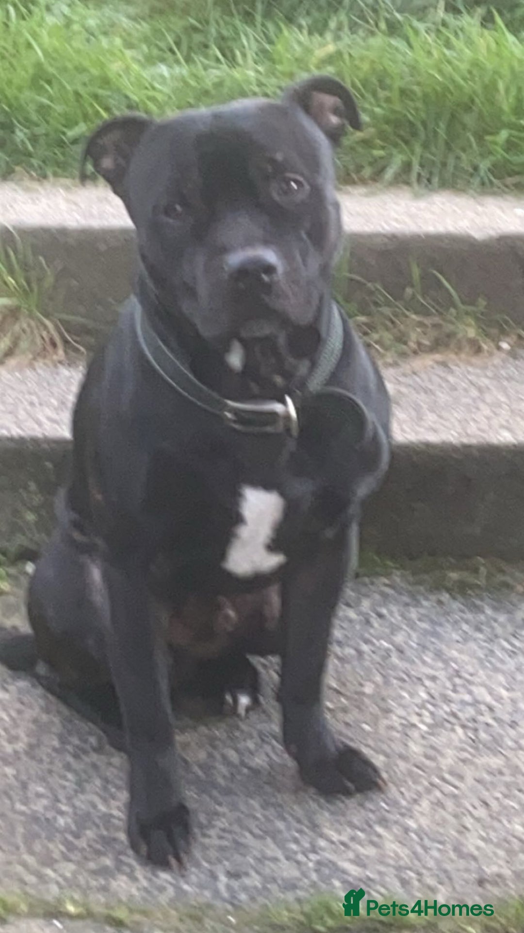 Staffordshire Bull Terrier dogs for stud: Pablo stud  - Image 1