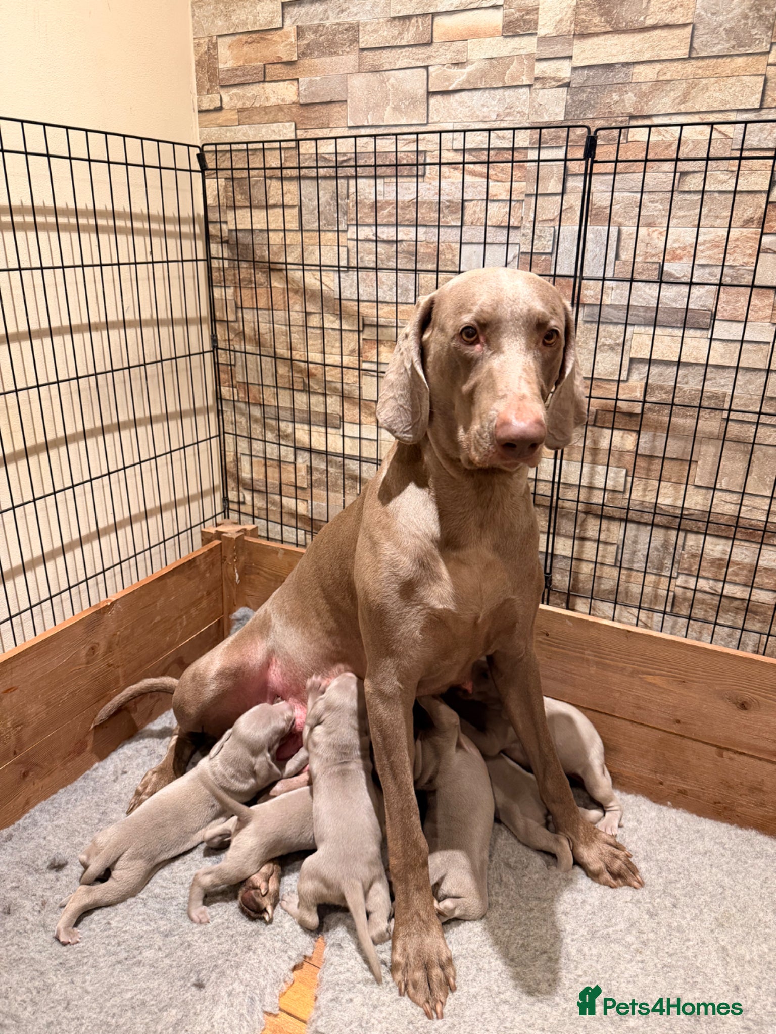 Weimaraner dogs Wonderful KC Reg Weimaraner Puppies x 6  - Advert 2