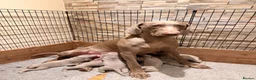 Weimaraner dogs for sale: Wonderful KC Reg Weimaraner Puppies x 6  - Advert 2
