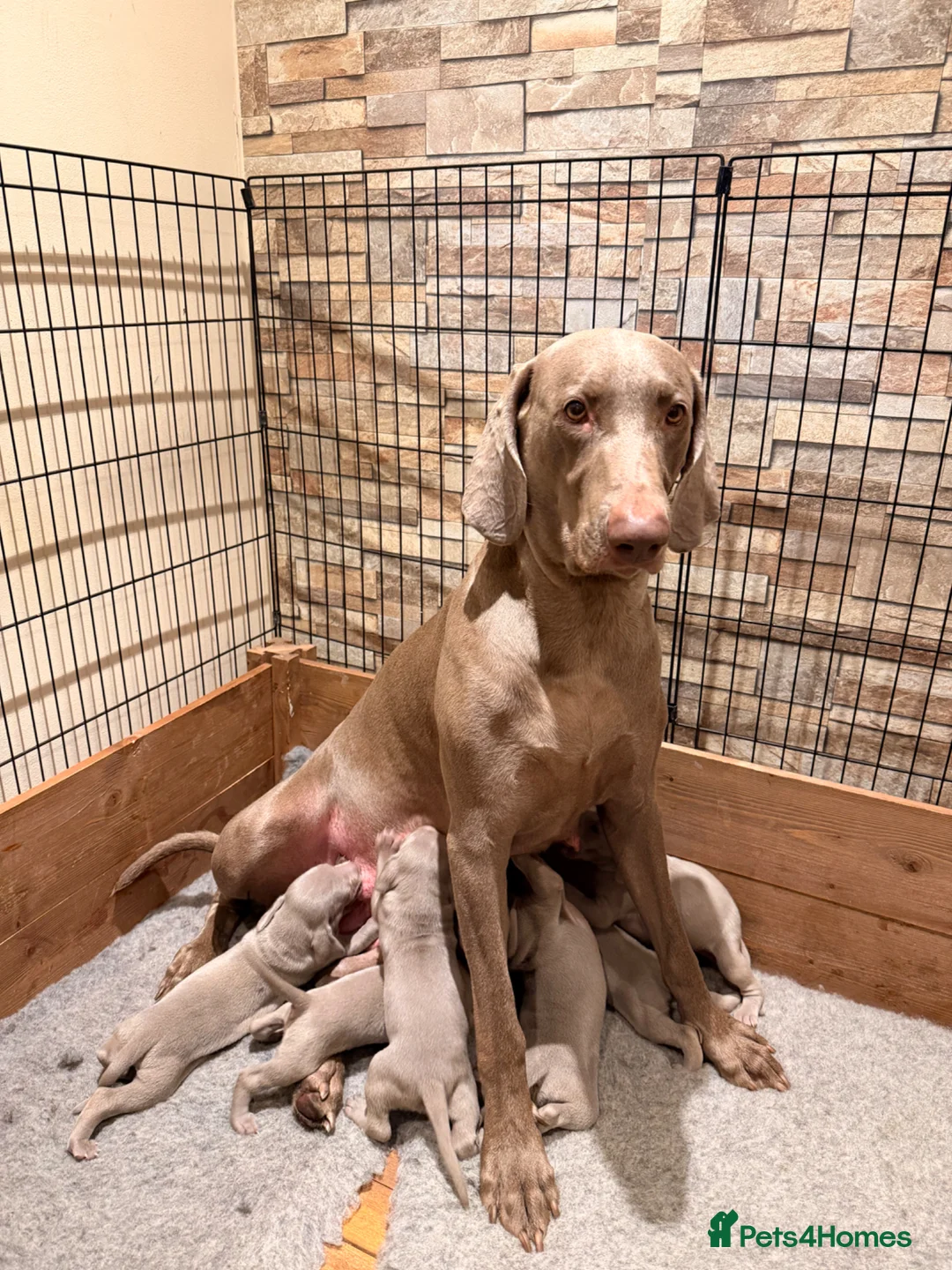 Weimaraner dogs for sale: Wonderful KC Reg Weimaraner Puppies x 6  - Advert 2