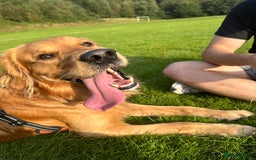 Golden Retriever dogs for stud: HANDSOME 2 YEAR OLD RED STUD - GOLDEN RETRIEVER  - Image 2