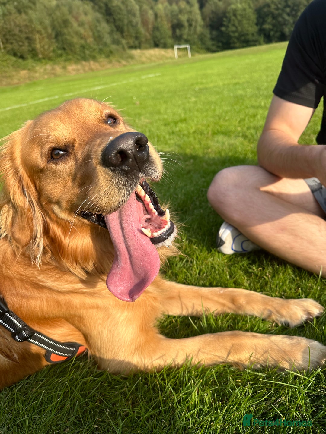 Golden Retriever dogs for stud: HANDSOME 2 YEAR OLD RED STUD - GOLDEN RETRIEVER  - Image 2