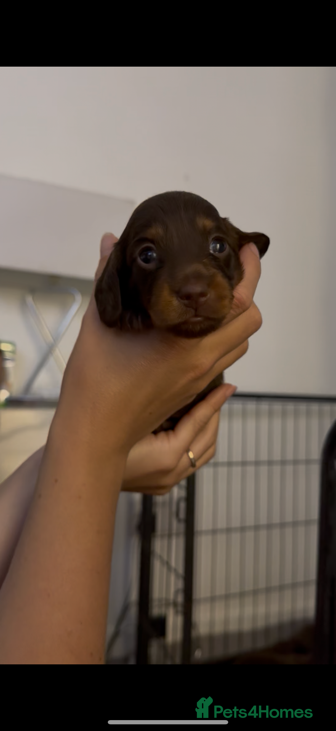 Miniature Dachshund dogs for sale: Long haired Miniature Dachshund - Image 6