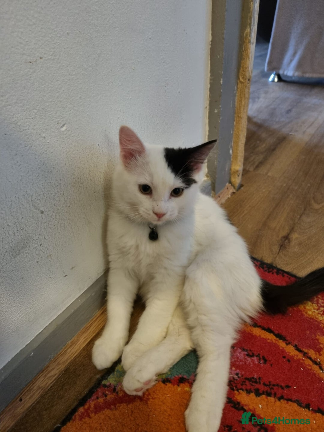 Mixed Breed cats for sale: Ragdoll mix - Advert 5