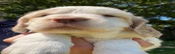 Clumber Spaniel dogs for sale: Beautiful litter of Clumber Spaniels in Yelverton - Advert 4