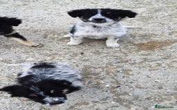 Mixed Breed dogs for adoption: Beautiful & Gentle ADELE needs a Loving Home - Image 7