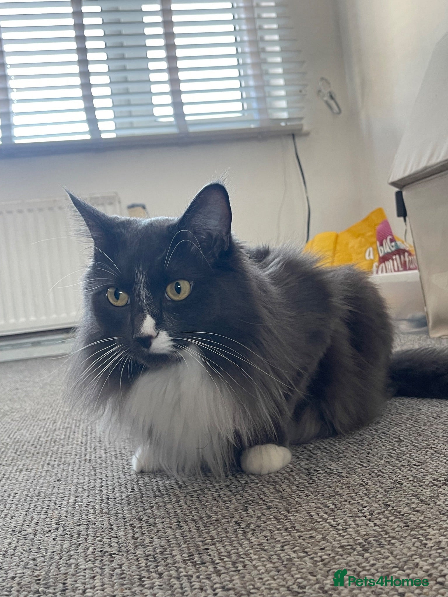Mixed Breed cats Milo  - Advert 3