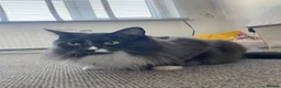 Mixed Breed cats for sale: Milo  in Nottingham - Advert 1