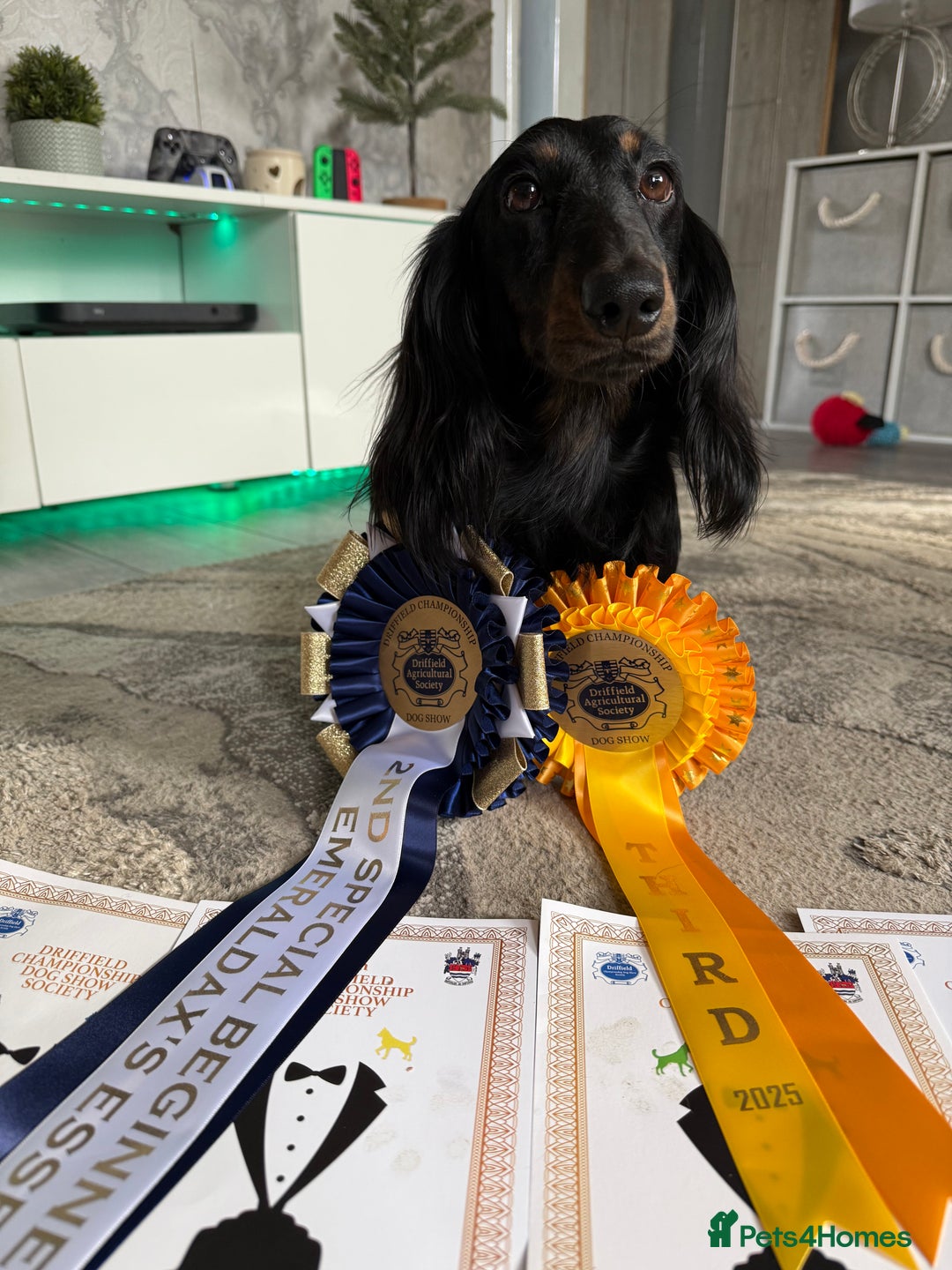 Miniature Dachshund dogs for stud: Black and Tan brindle - Miniature longhair STUD in Manchester - Advert 4