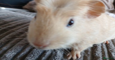 Guinea Pig rodents in Crook - Advert 6