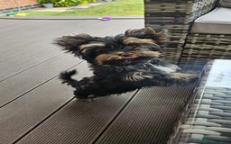 Yorkshire Terrier dogs for sale: Yorkshire Terrier  - Image 5
