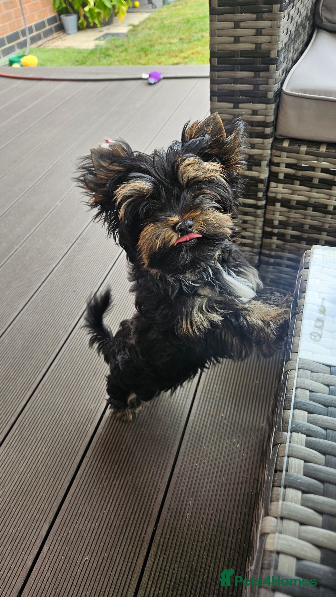 Yorkshire Terrier dogs for sale: Yorkshire Terrier  - Image 5