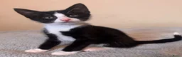 Domestic Shorthair cats for sale: 7 beautiful kittens for sale - Advert 13