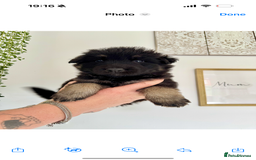 German Shepherd dogs for stud: FOR STUD (PROVEN)  in Doncaster - Image 17