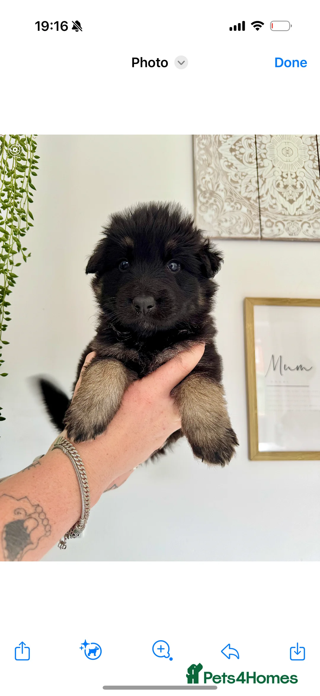 German Shepherd dogs for stud: FOR STUD (PROVEN)  in Doncaster - Advert 21