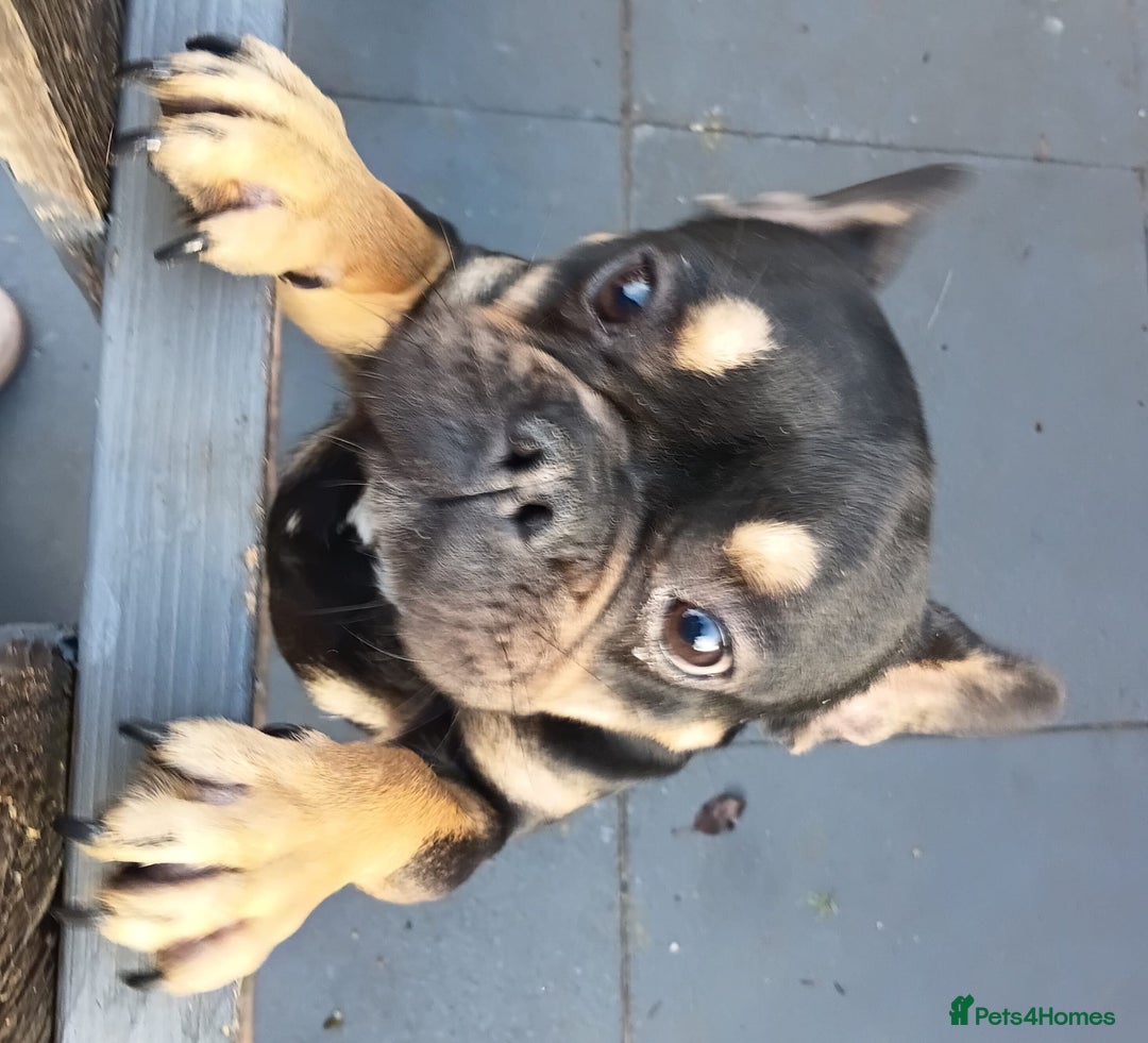 French Bulldog dogs for sale: French bulldog 16 months old  - Advert 5