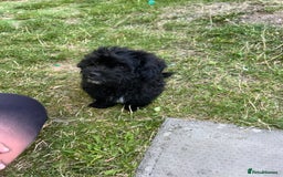 Mixed Breed dogs for sale: Malshipoo - Image 3
