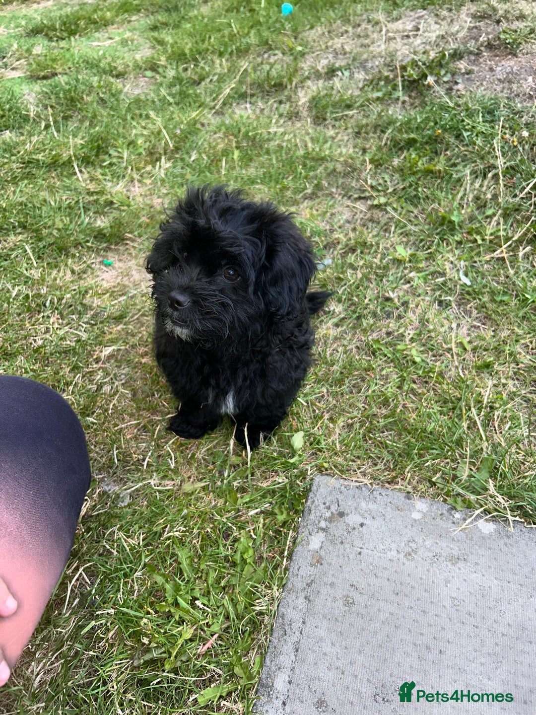 Mixed Breed dogs for sale: Malshipoo - Image 3