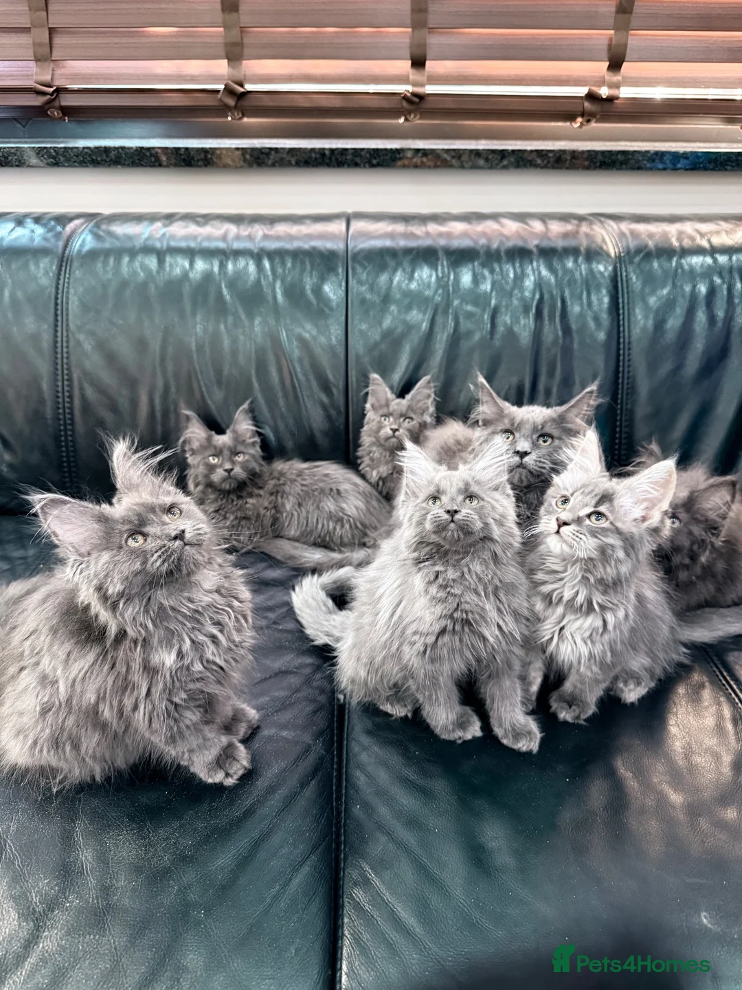 Maine Coon cats for sale: Maine Coon Kittens XXL – Blue. Beautiful - Advert 2