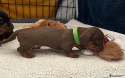 Miniature Dachshund dogs for sale: Miniature Dachshunds  - Image 11