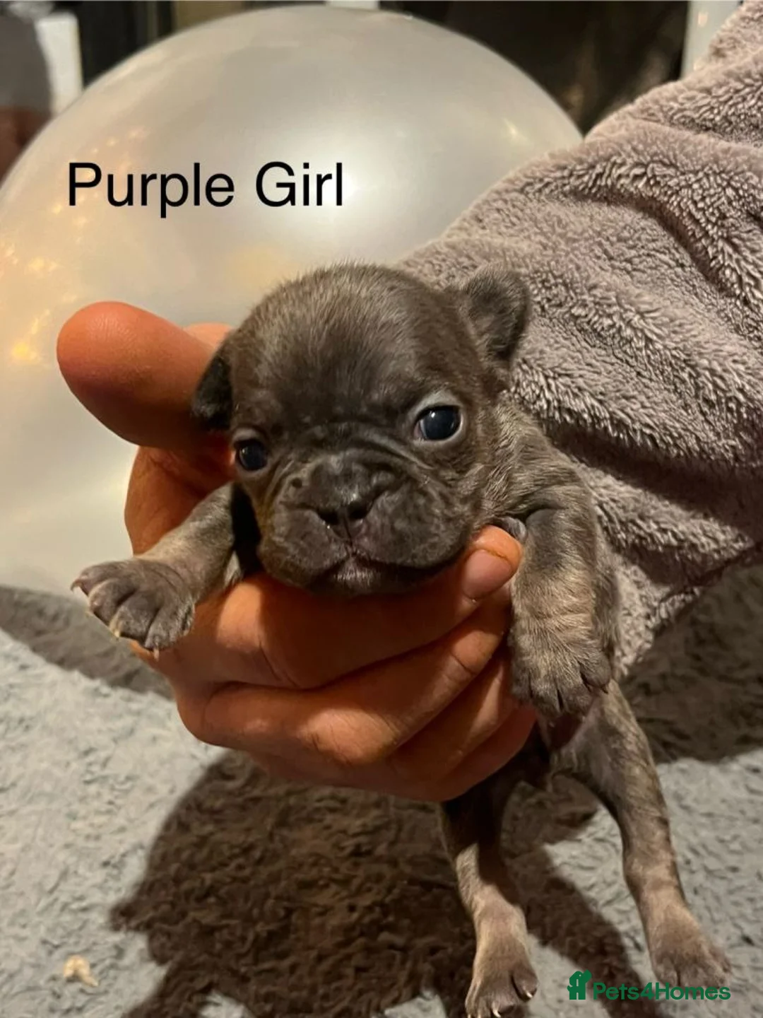 French Bulldog dogs for sale: Beautiful French Bulldog Puppies - Advert 2