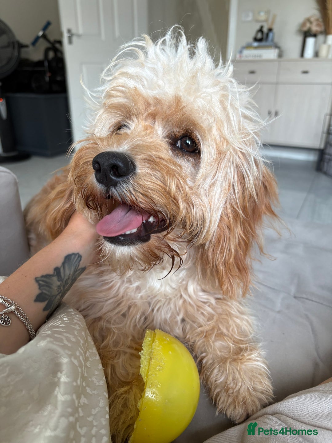 Cavapoo dogs for sale: 8 month old cavapoo for sale  - Image 6