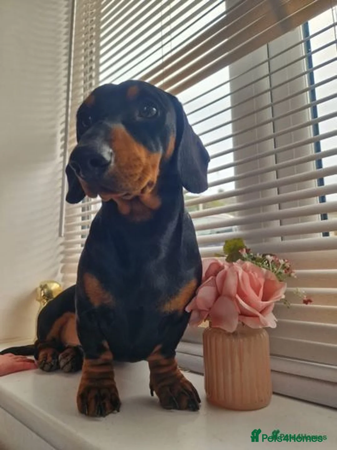 Dachshund dogs for stud: For stud! KC registered miniature dachshund  in Bristol - Advert 2