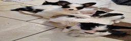 Papillon dogs for sale: Gorgeous Papillon puppies  - Advert 4