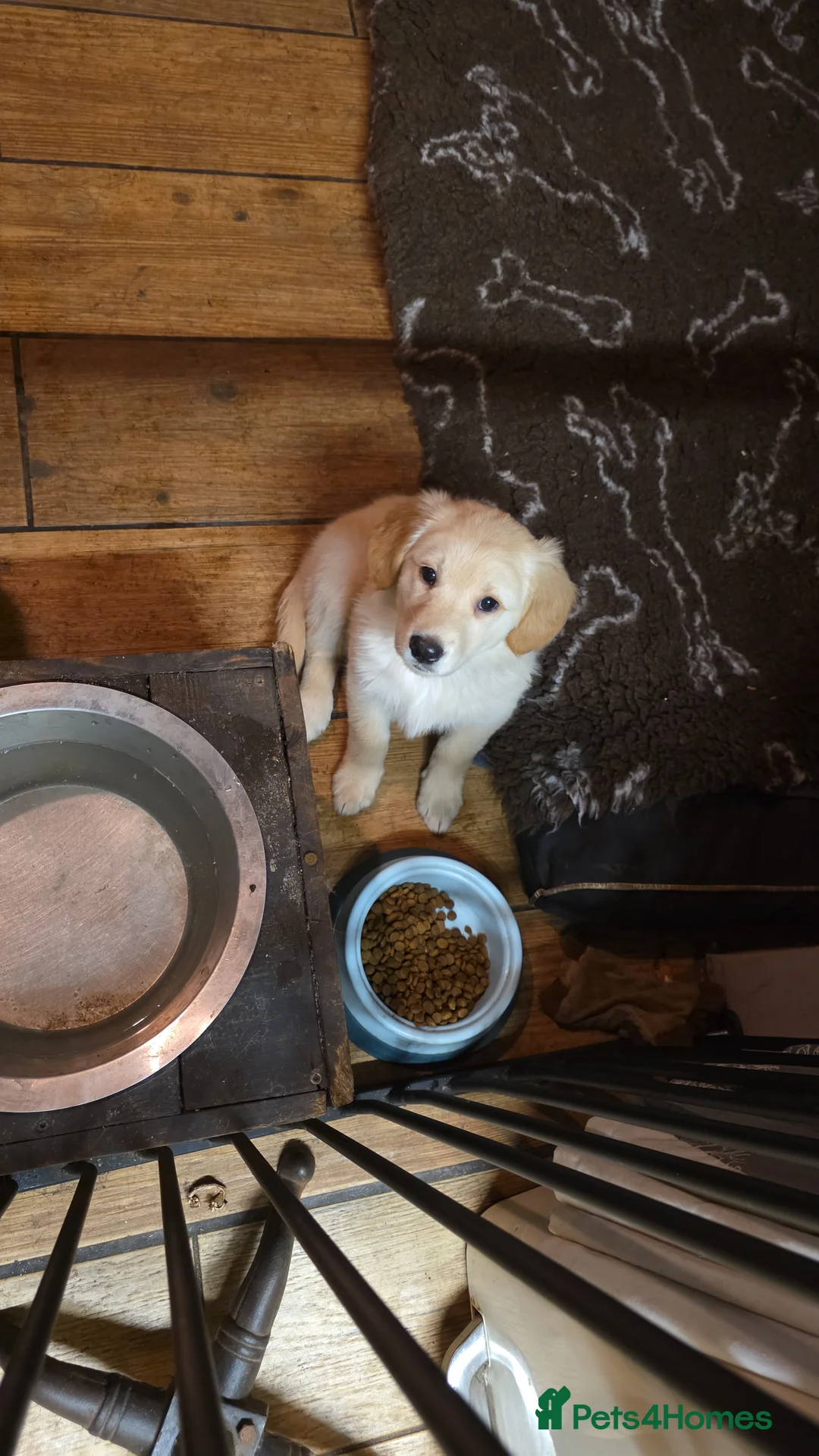 Golden Shepherd dogs for sale: Beautiful girl - Advert 5