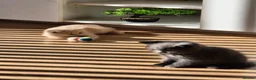 British Shorthair cats for sale: Pedigree British Shorthair Girls - Advert 4