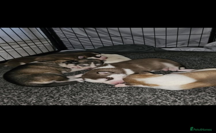 Siberian Husky dogs - Advert 13