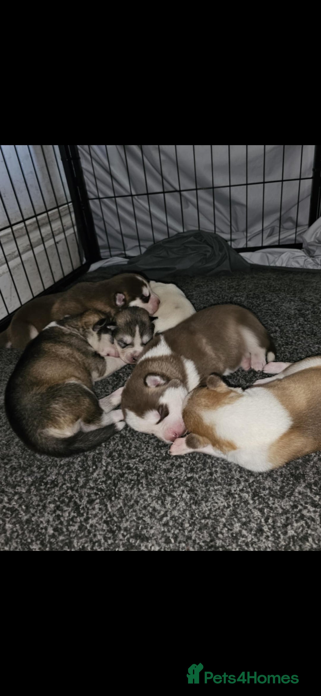 Siberian Husky dogs for sale: Siberian husky puppies  - Image 9