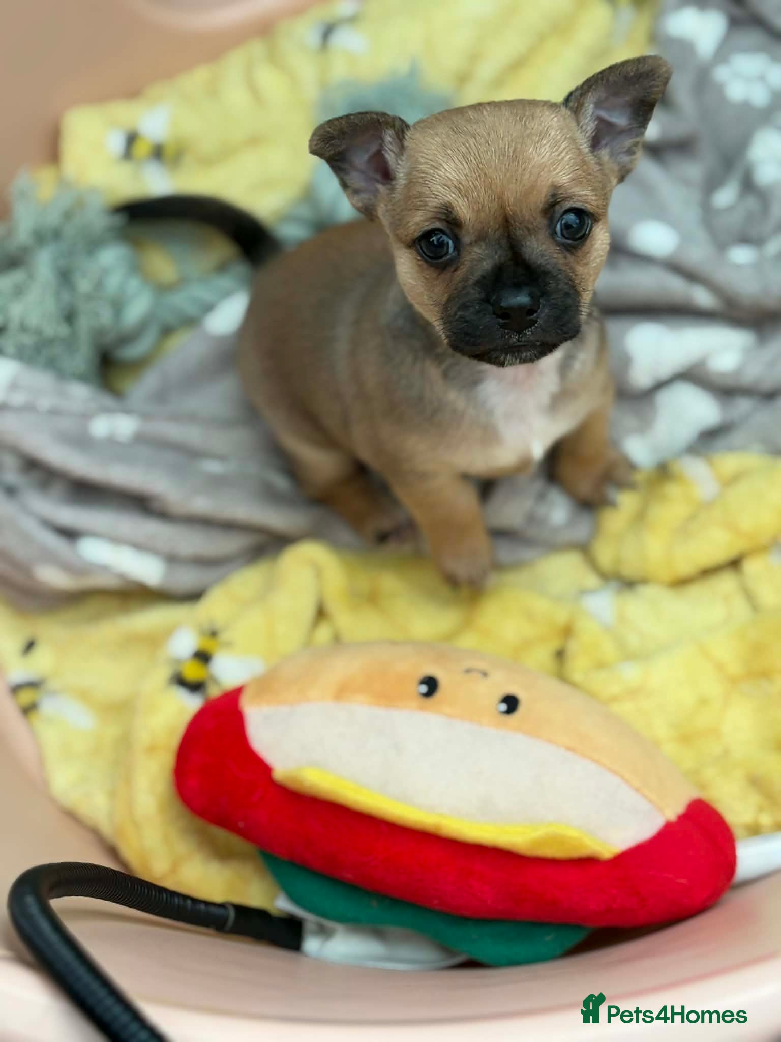 Chihuahua dogs Chihuahua pups - Advert 10