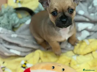 Chihuahua dogs Chihuahua pups - Advert 10