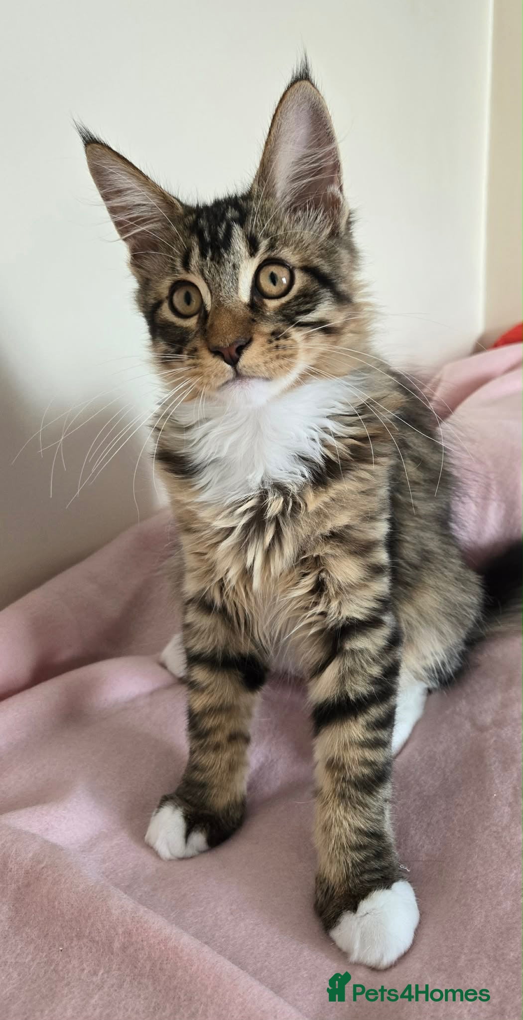 Maine Coon cats 1 TICA registered Maine Coon boy. - Advert 1