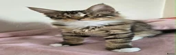 Maine Coon cats for sale: 1 TICA registered Maine Coon boy. - Advert 12