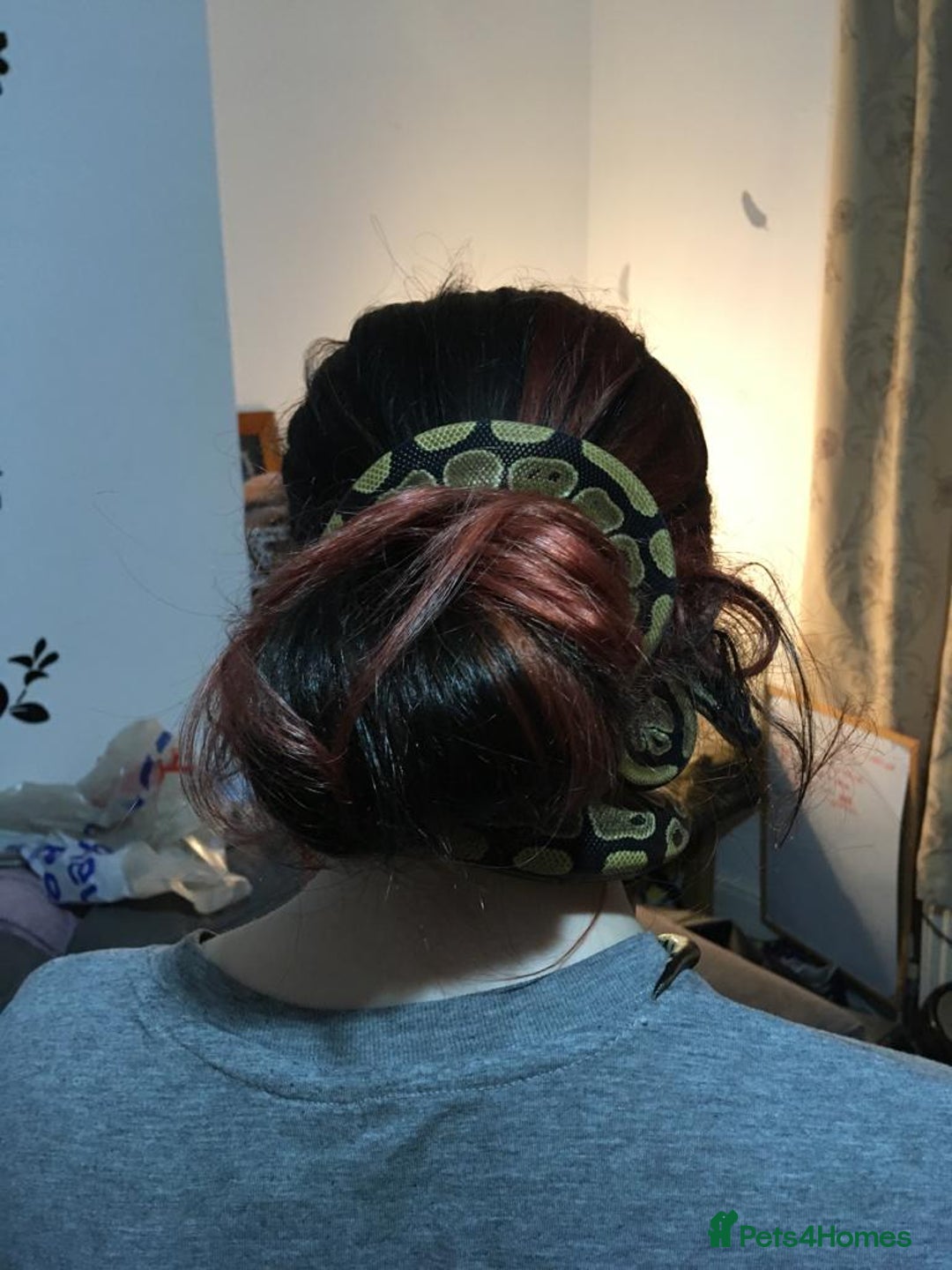 Python Snake reptiles for sale: female royal python plus 4ft vivarium  - Image 2